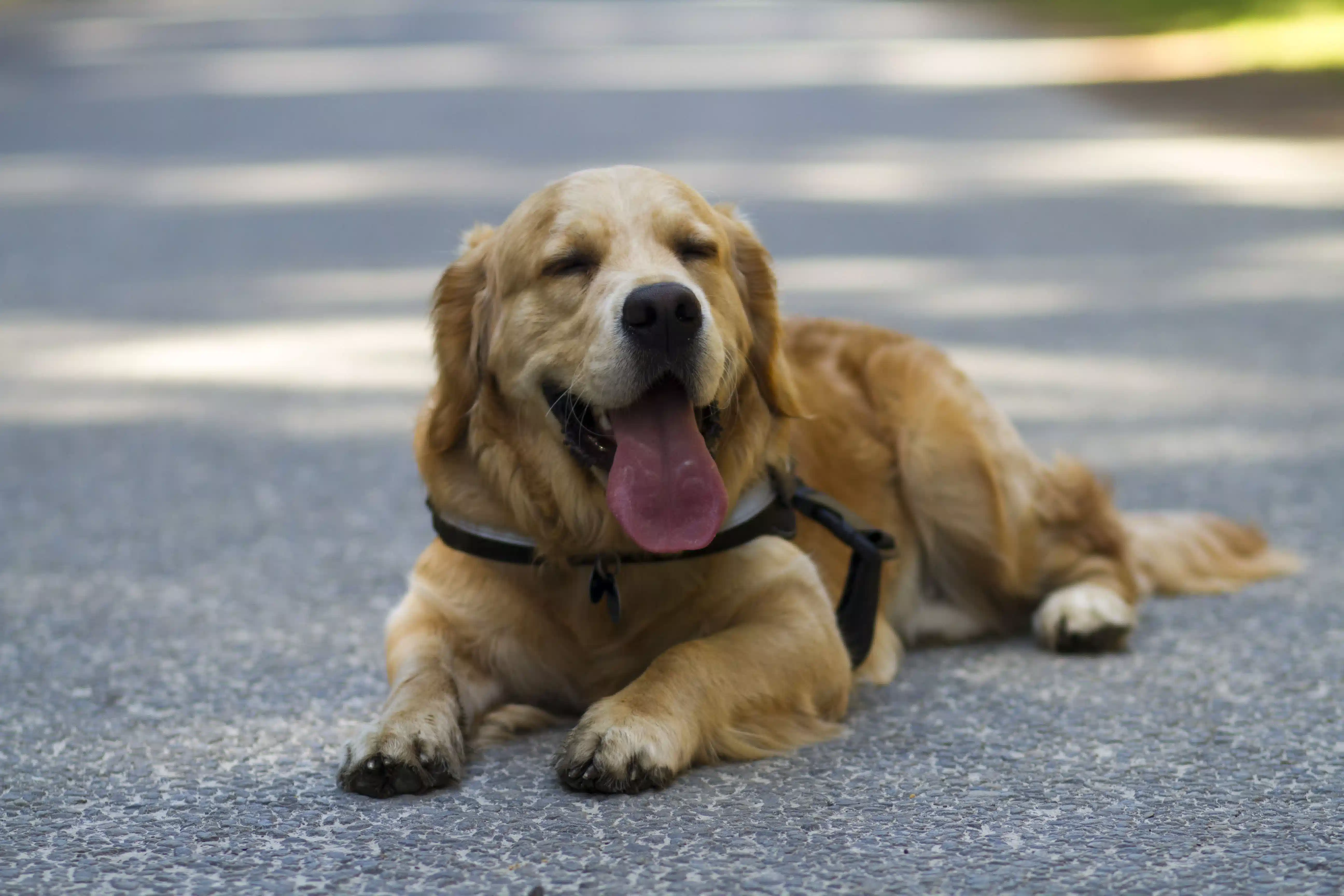 Golden Retriever lying on pavement