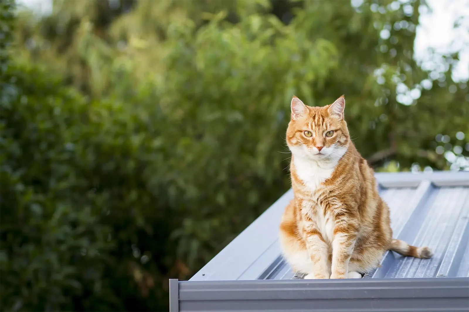 Ginger cat sitting on metal roof