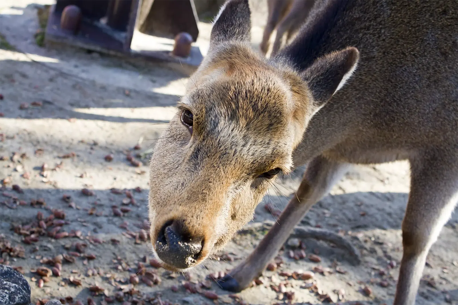 Close-up of deer's face