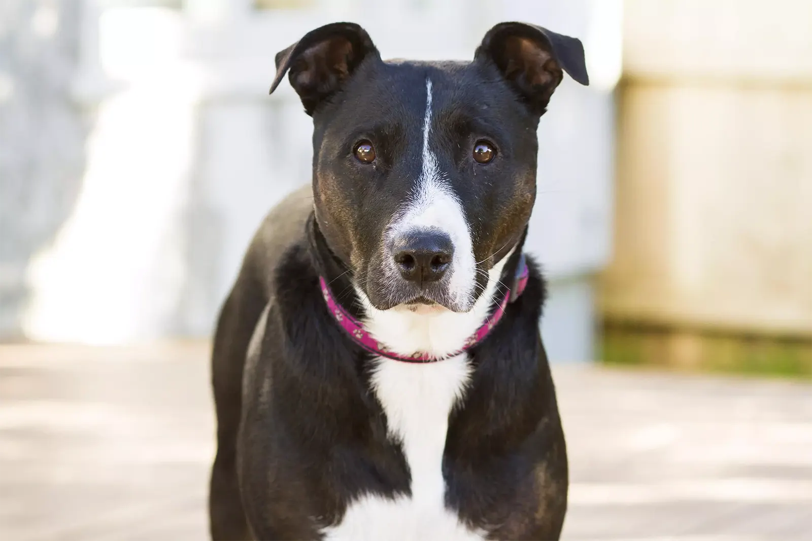 Staffordshire Bull Terrier portrait