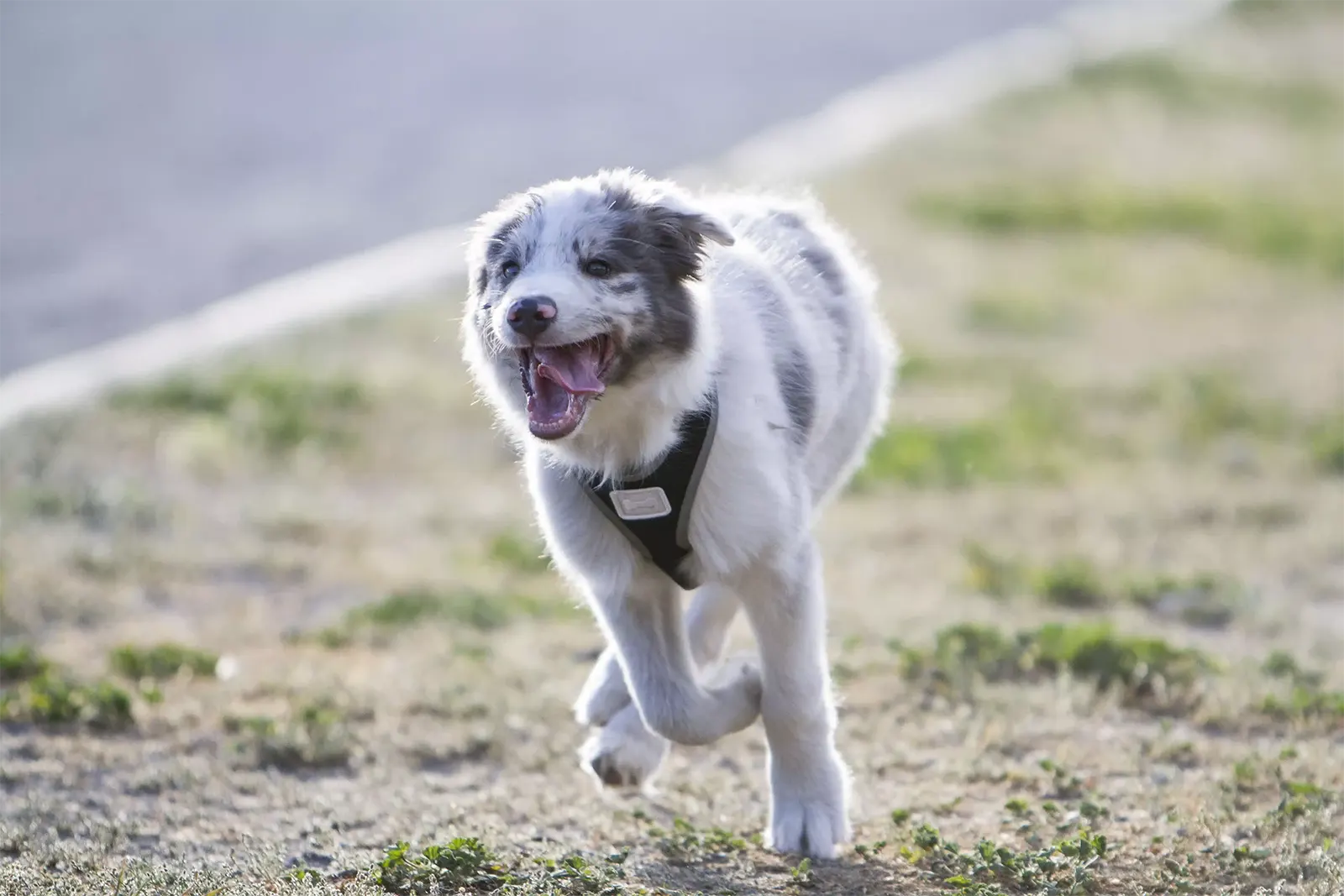 Border Collie puppy running