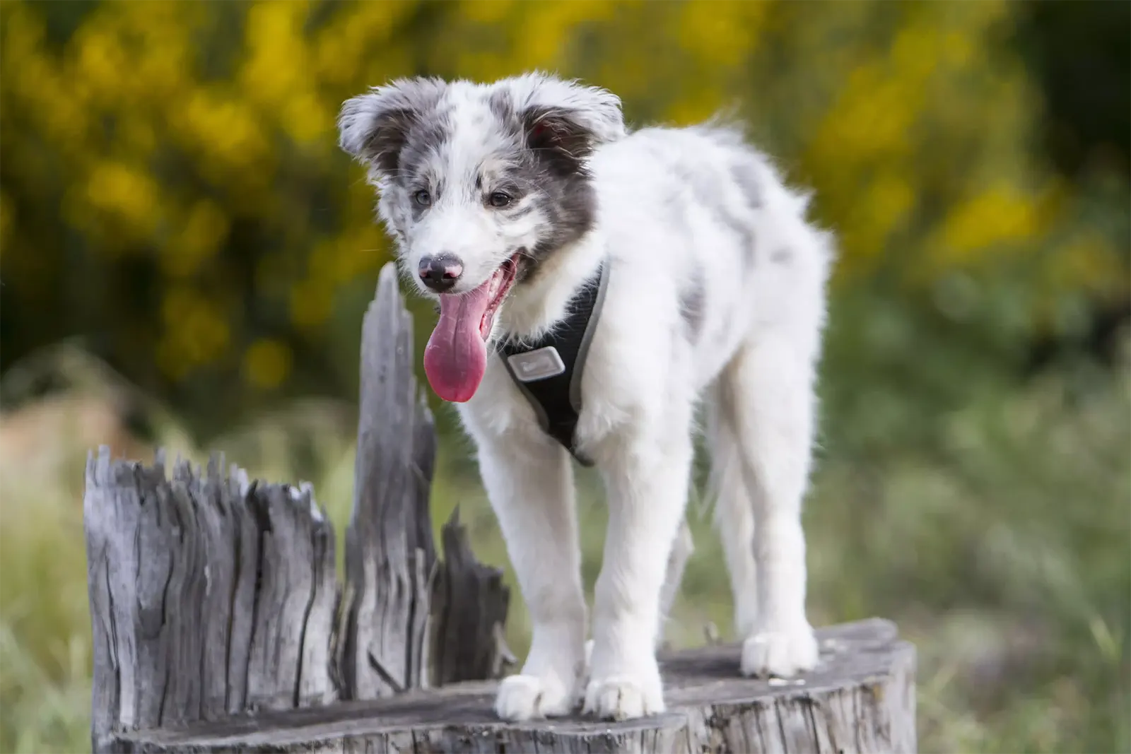 Border Collie puppy on wooden log