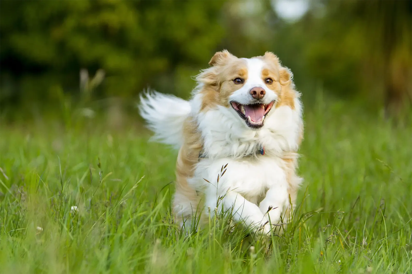 Border Collie running through grass