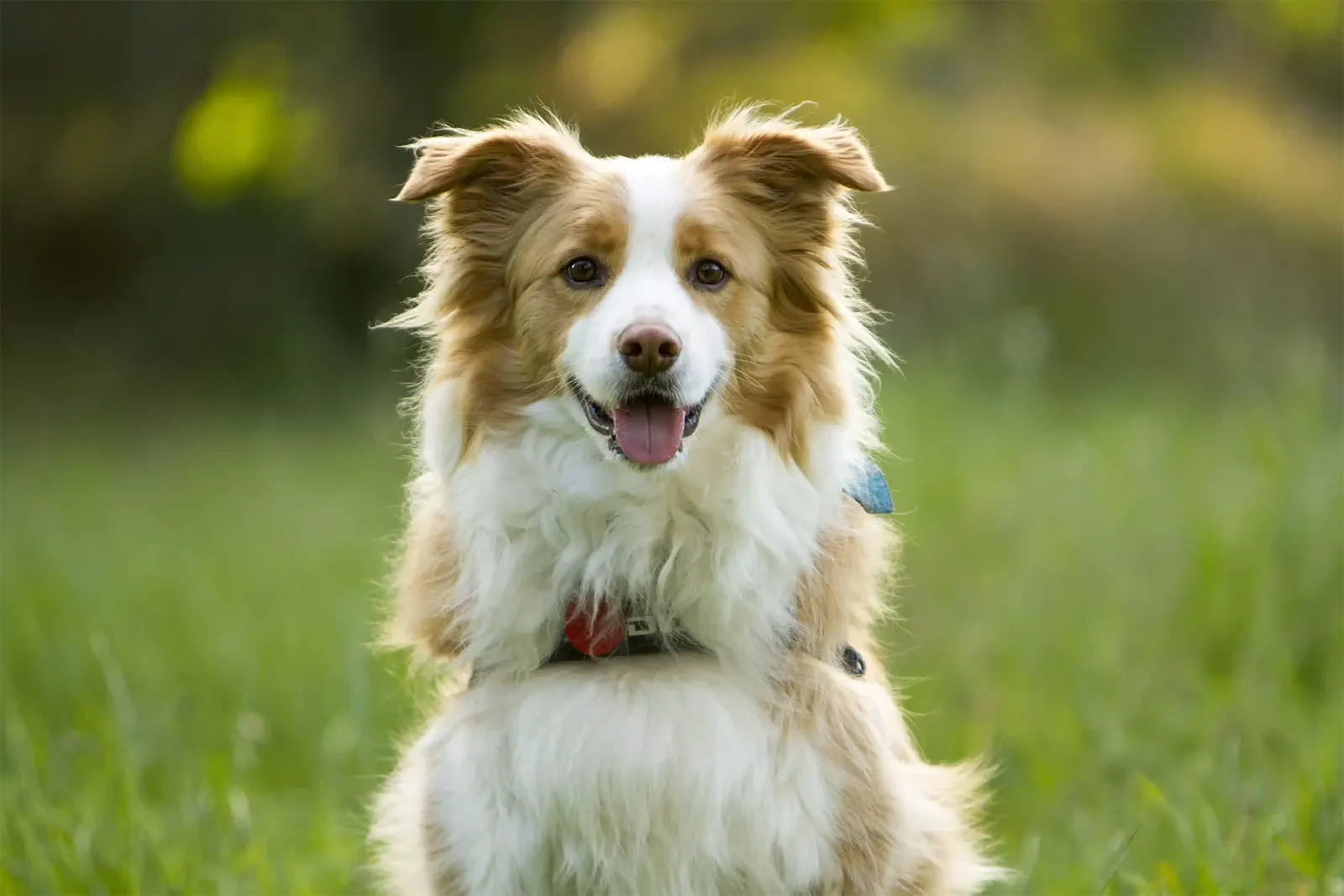 Border Collie sitting in grass